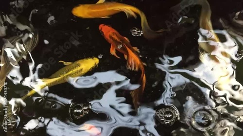 Beautiful colored fish are playing cheerfully.