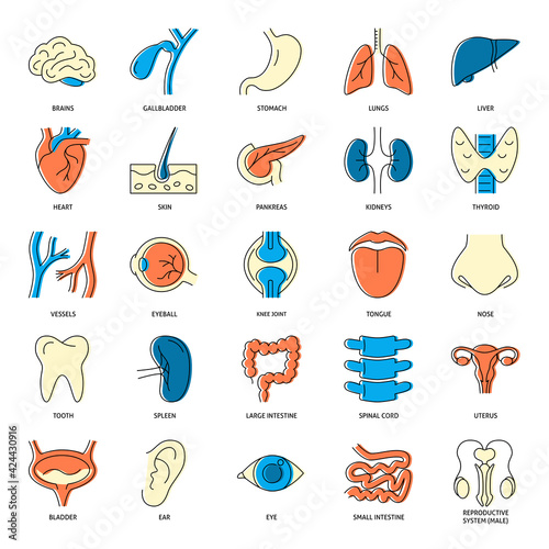 Medical collection of human organs icons in line style