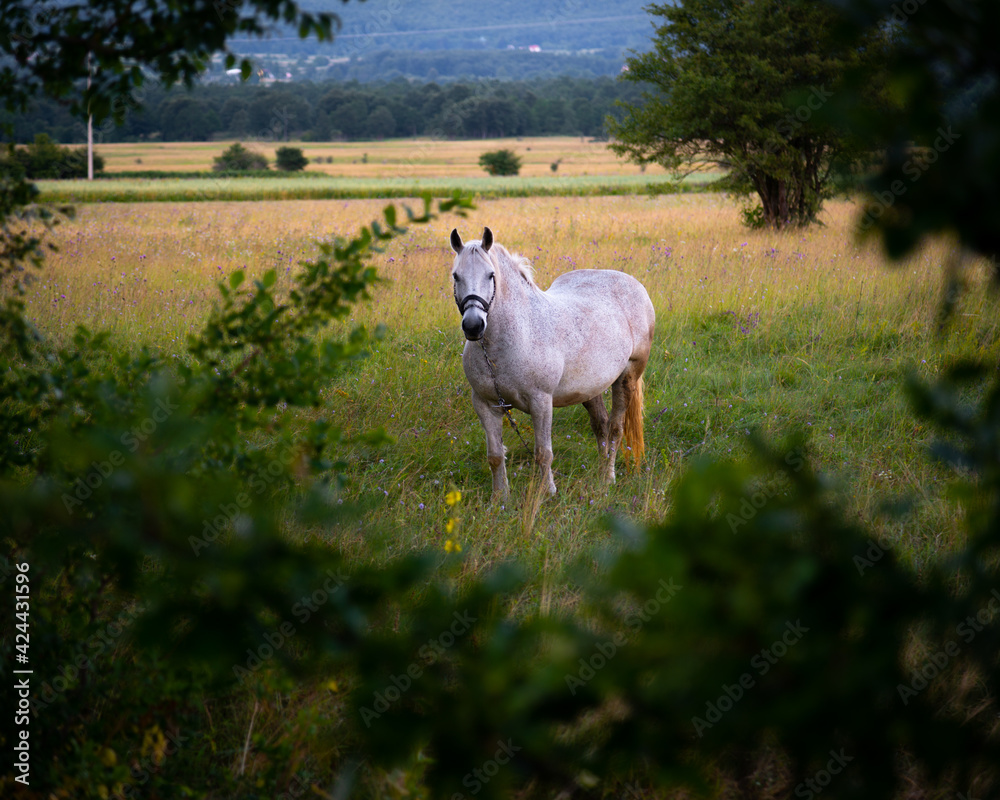 Fototapeta premium white horse on the field