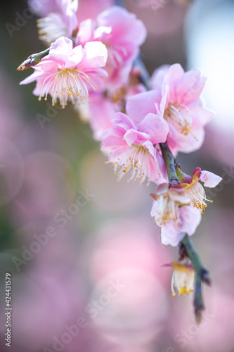 桜の花 春のイメージ