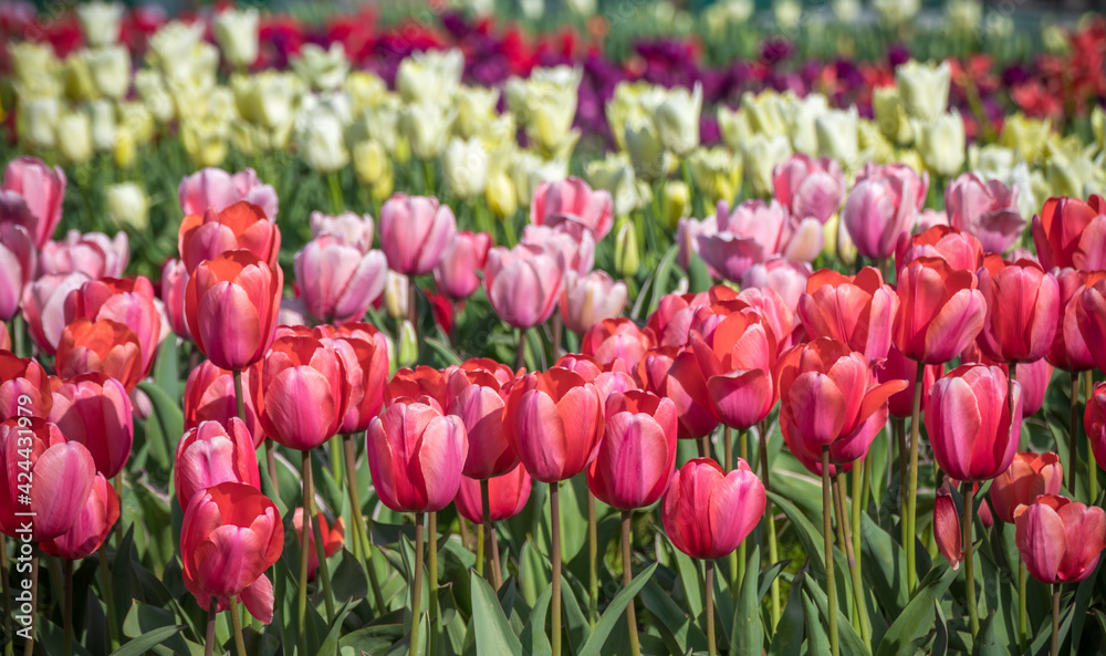 チューリップの花 チューリップの花