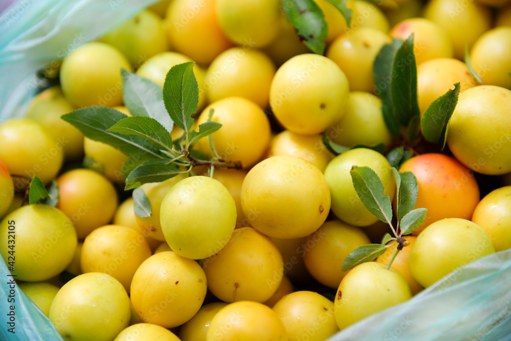 Many ripe yellow cherry plum berries Many ripe yellow cherry plum berries