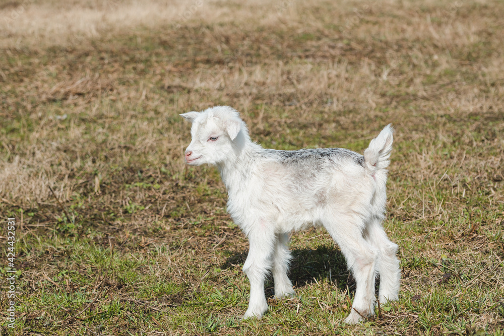 Little newborn goatling with white and gray hair in a spring pasture Little newborn goatling with white and gray hair in a spring pasture