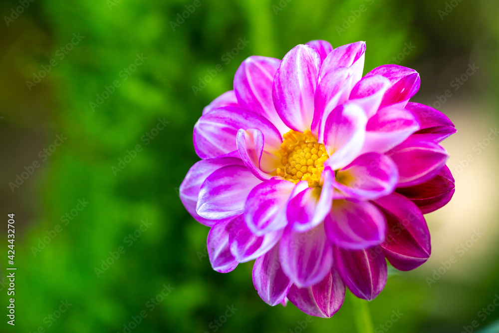 Obraz premium ダリアの花