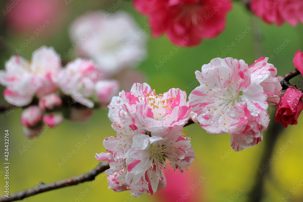 雨に映える花桃　雨粒　（高知県　西川花公園）