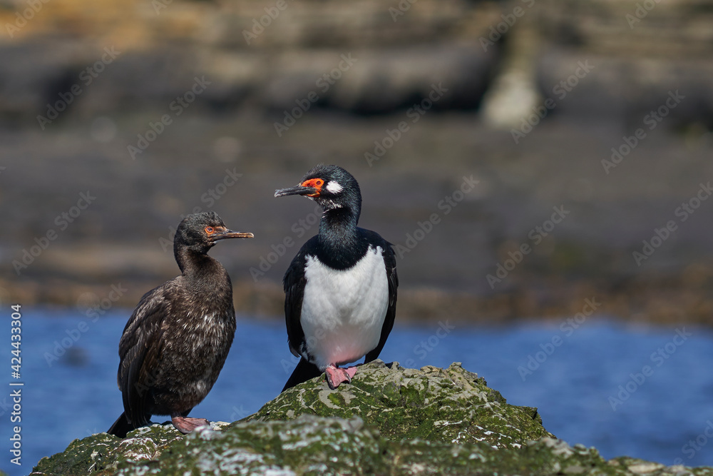 Rock Shag (Phalacrocorax magellanicus) standing on the cliffs of Bleaker Island in the Falkland Islands Rock Shag (Phalacrocorax magellanicus) standing on the cliffs of Bleaker Island in the Falkland Islands