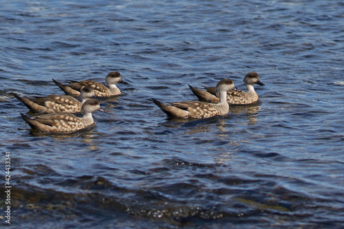 Group of Crested Duck (Lophonetta specularioides specularioides) on Bleaker Island in the Falkland Islands. © JeremyRichards