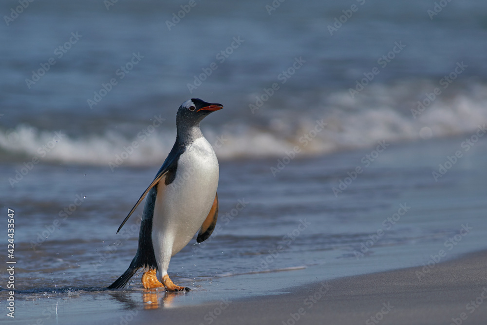 Obraz premium Gentoo Penguin (Pygoscelis papua) coming back to land after a day spent feeding at sea. Bleaker Island in the Falkland Islands.