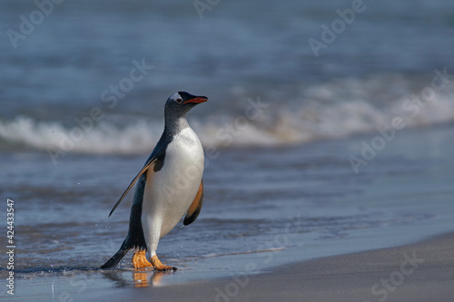 Gentoo Penguin  Pygoscelis papua  coming back to land after a day spent feeding at sea. Bleaker Island in the Falkland Islands.