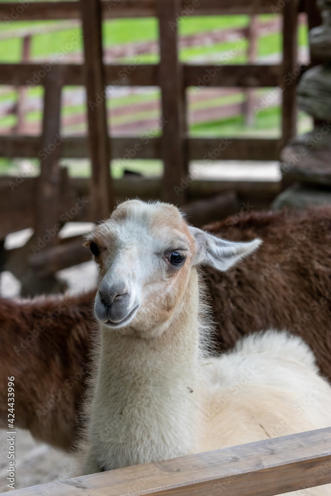 Fototapeta premium アルパカのポートレート