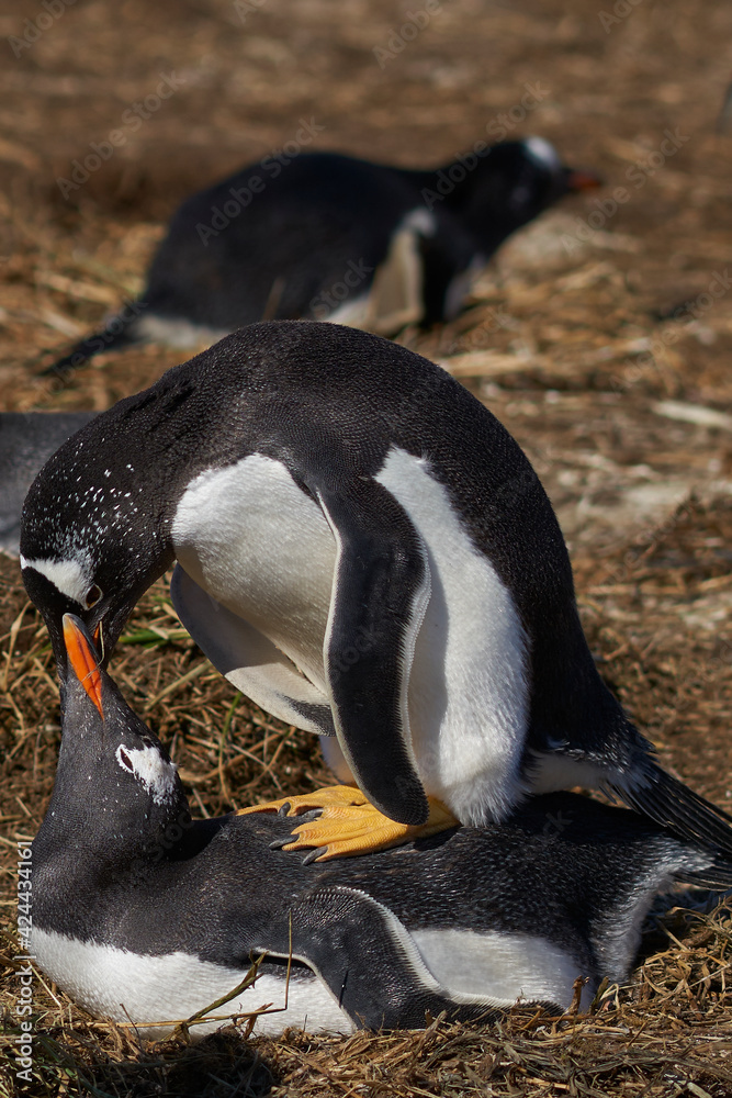 Naklejka premium Gentoo Penguins (Pygoscelis papua) mating on Sea Lion Island in the Falkland Islands.