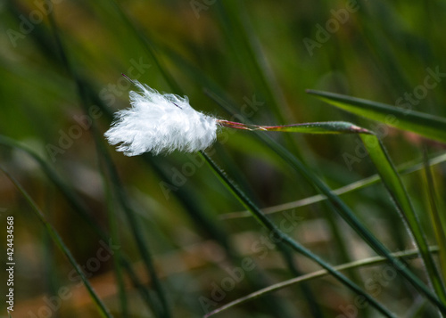dandelion white in the grass