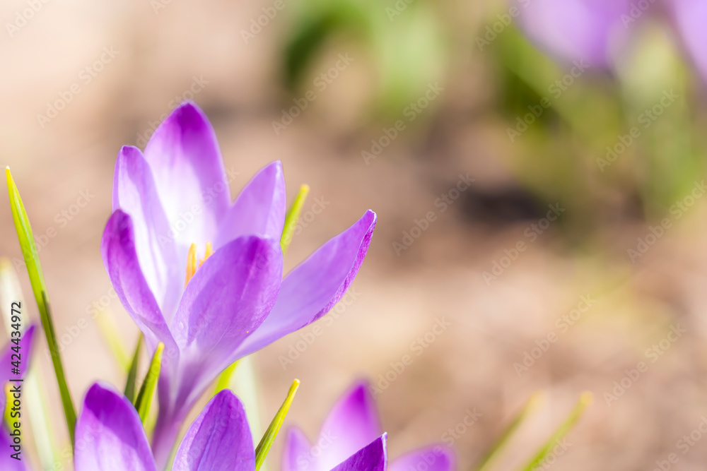 Fototapeta premium Close-Up Saffron Crocuses in the garden Spring 2021