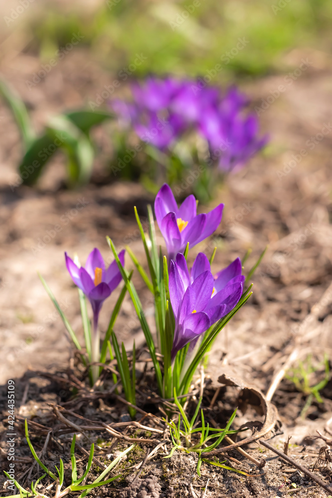 Close-Up Saffron Crocuses in the garden Spring 2021 Close-Up Saffron Crocuses in the garden Spring 2021