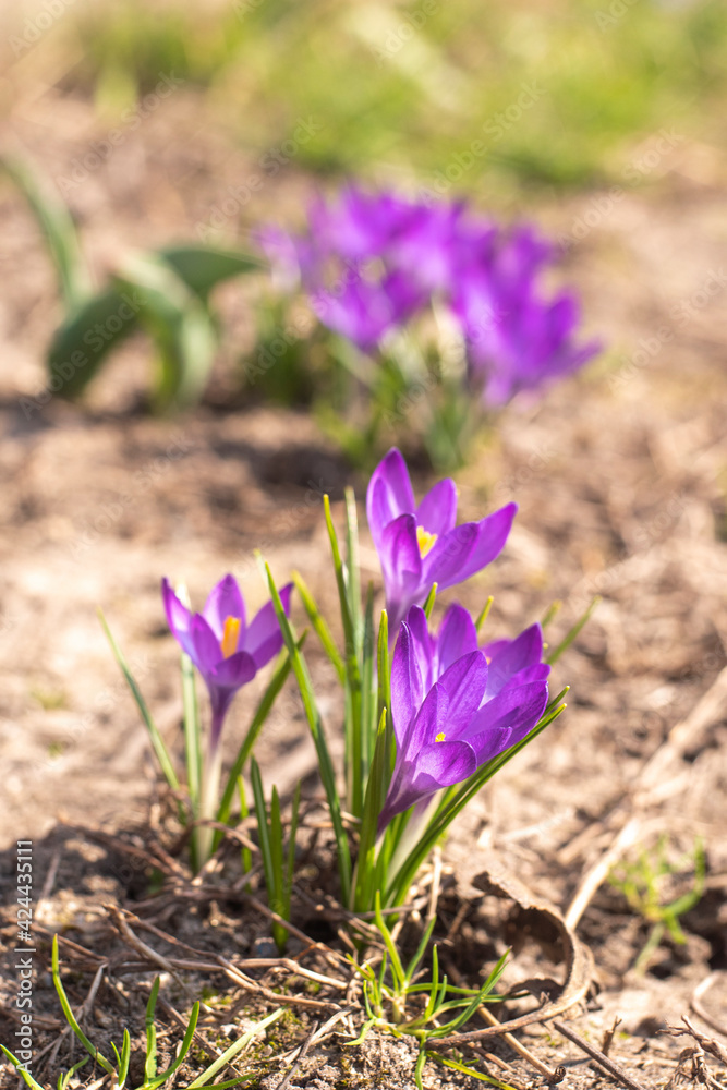 Close-Up Saffron Crocuses in the garden Spring 2021