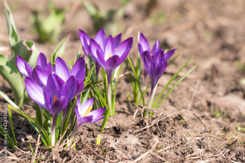 Close-Up Saffron Crocuses in the garden Spring 2021