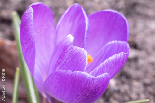 Fototapeta Naklejka Na Ścianę i Meble -  Close-Up Saffron Crocuses in the garden Spring 2021