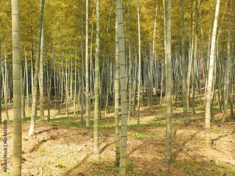 Obraz premium 合馬(おうま)の竹林