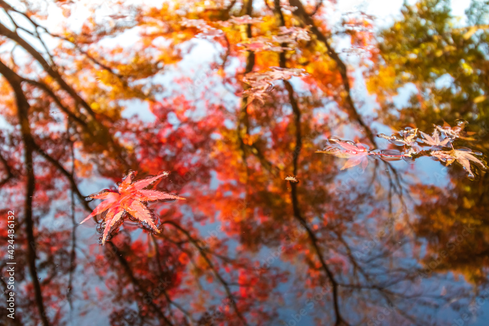 水面と落ち葉 秋のイメージ 水面と落ち葉 秋のイメージ