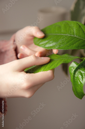 Woman's hand touching leaves home plant. Houseplant care concept. Close-up