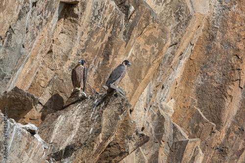 Peregrine Falcon, Falco peregrinus two young puppies ready to fly out of the nest.