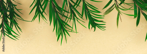 Tropical leafs banner, spring and summenr flat lay background, top view