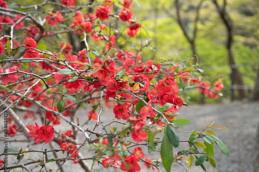 Obraz premium ボケの花