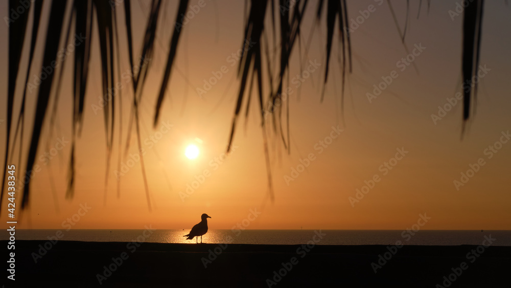 Fototapeta premium Silhouette of a seagull against sunrise with warm cloudless skies 