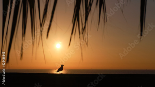Silhouette of a seagull against sunrise with warm cloudless skies 