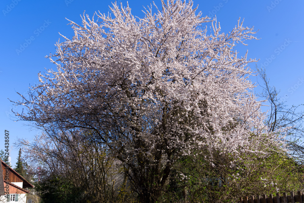 Garden with beautiful blooming cherry tree. Photo taken April 1st, 2021, Zurich, Switzerland. Garden with beautiful blooming cherry tree. Photo taken April 1st, 2021, Zurich, Switzerland.