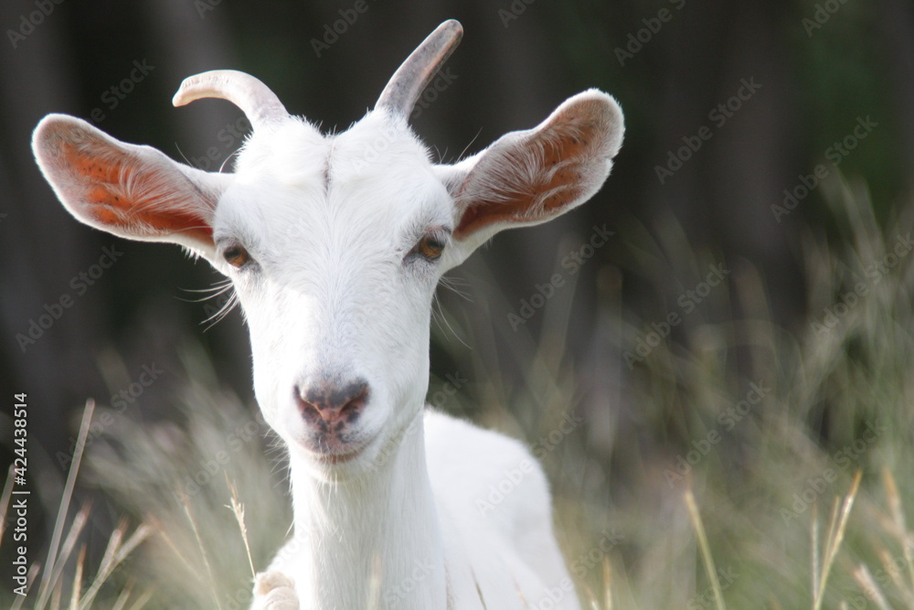 Obraz premium Young White Goat with Blurred Grass Background