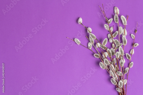 Sprig of willow isolated on pastel lilac background