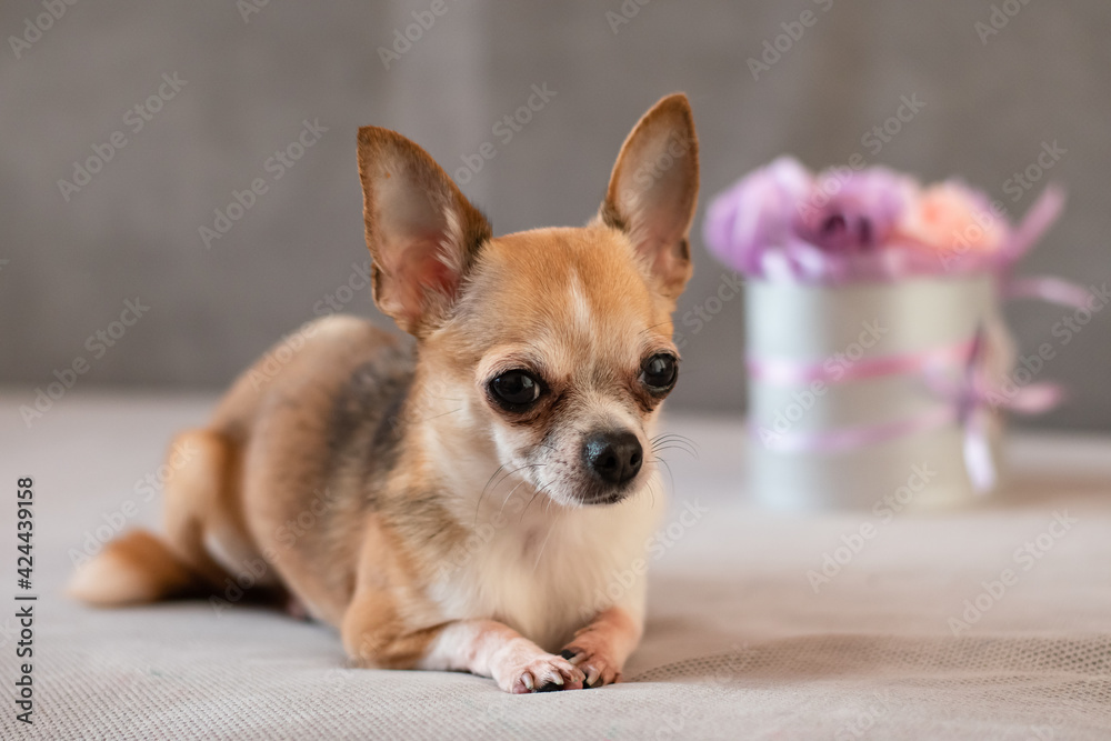 Chihuahua dog is lying on a box with flowers