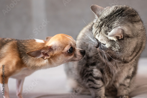 The relationship of a small dog with a big cat. Disagreements and quarrels between two rivals.
