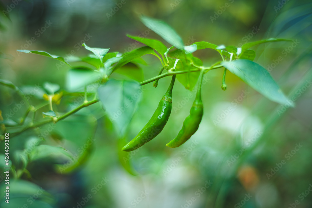 Fototapeta premium Green chilies hanging on a branch, raw and fresh concept.