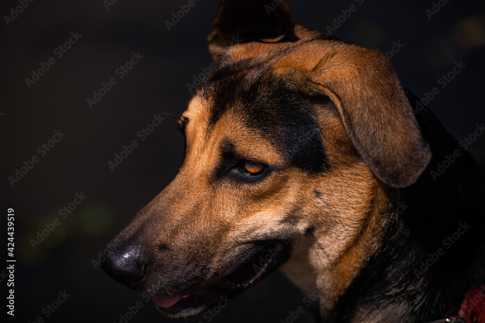 Young German Shepard Dogs face close-up portraiture photograph. Some birthmarks on the dog's face. Loyal and sweet companion concept photograph. Young German Shepard Dogs face close-up portraiture photograph. Some birthmarks on the dog's face. Loyal and sweet companion concept photograph.