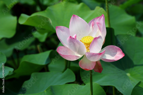 pink lotus flower blooming in pond. 