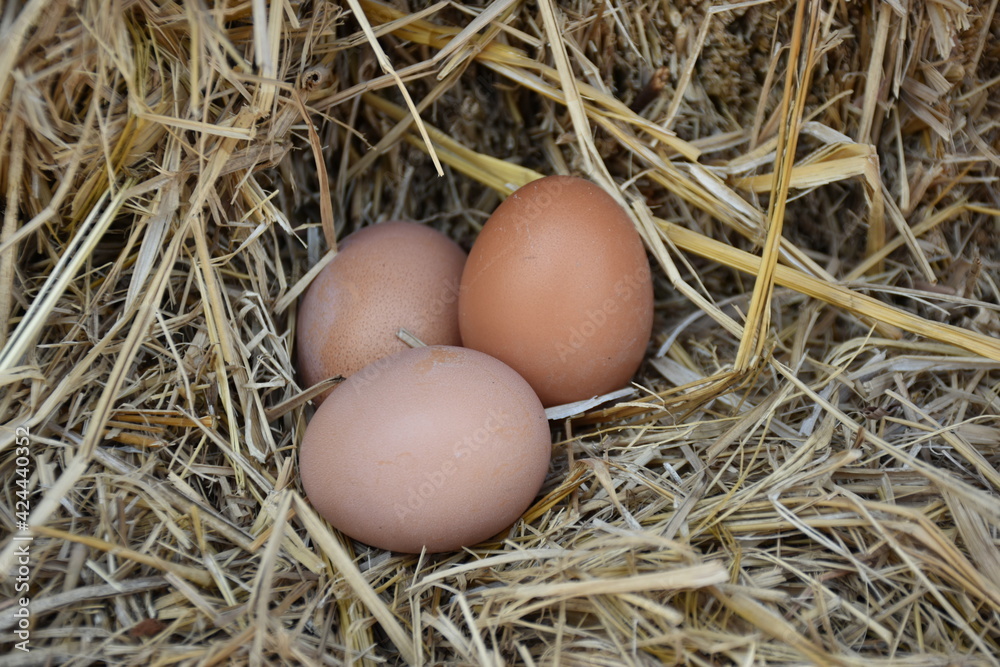 The hens hatched their eggs in the hen. The hens hatched their eggs in the hen.