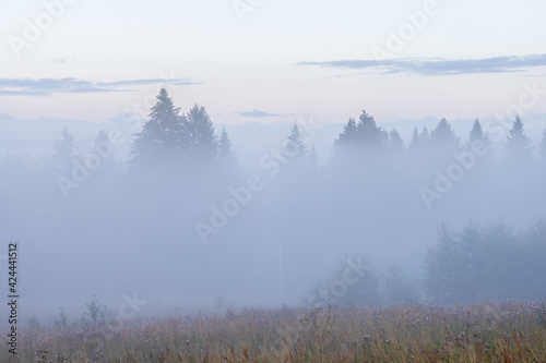 Morning fog over the clearing and forest. Beautiful summer foggy landscape. View of trees in the fog. Summer nature in the countryside. Scenic misty rural scape. Amazing soft mist. Natural background. © Andrei Stepanov