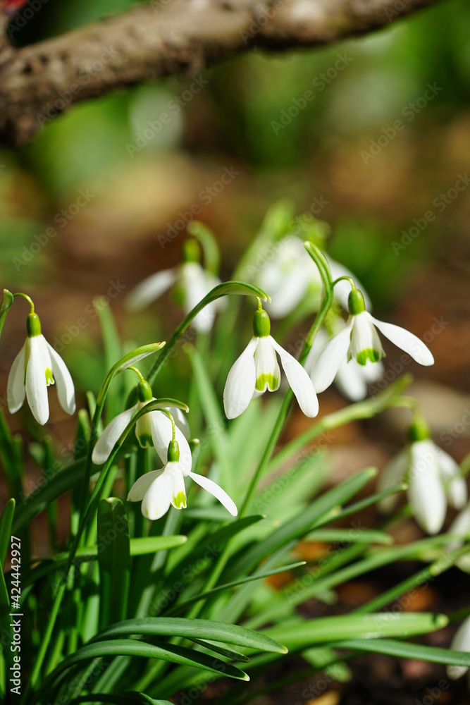 Tiny white snowdrop galanthus flowers in bloom Tiny white snowdrop galanthus flowers in bloom