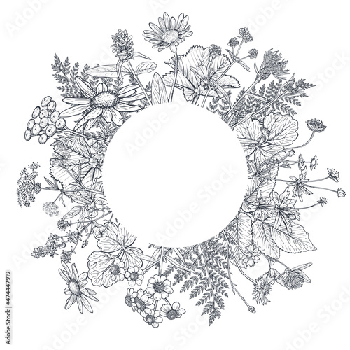 Vector circle frame with black and white hand drawn herb and wildflower elements