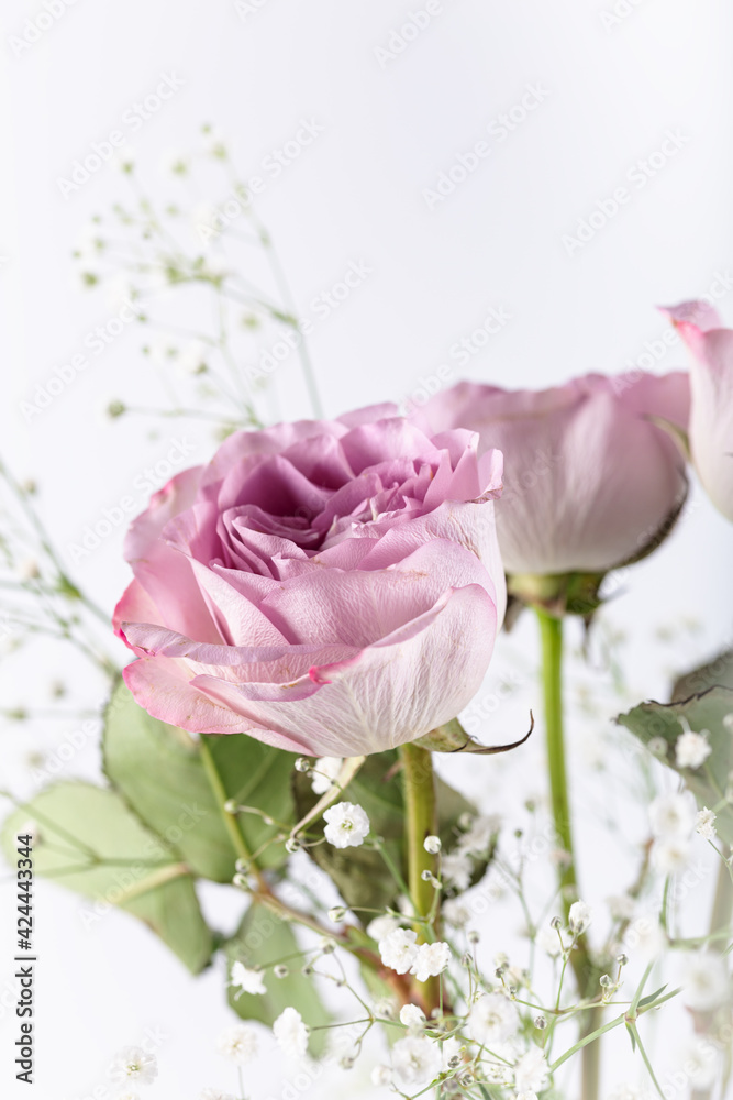 Lilac roses in front of a white background. Lilac roses isolated in white background.