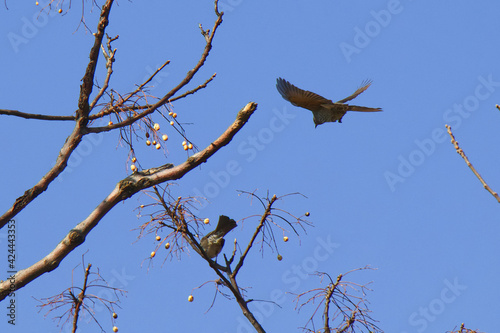 crow on a branch
