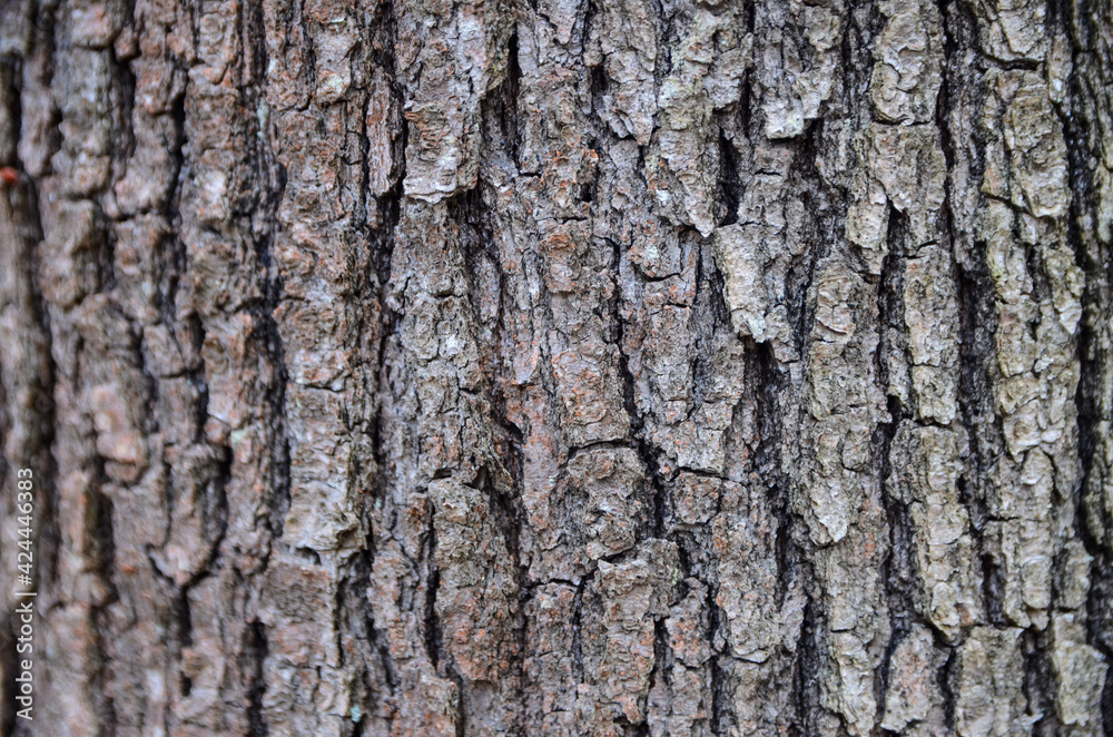 Bark of tree in forest. Closeup of the bark of an old tree in mountain. Bark of tree in forest. Closeup of the bark of an old tree in mountain.