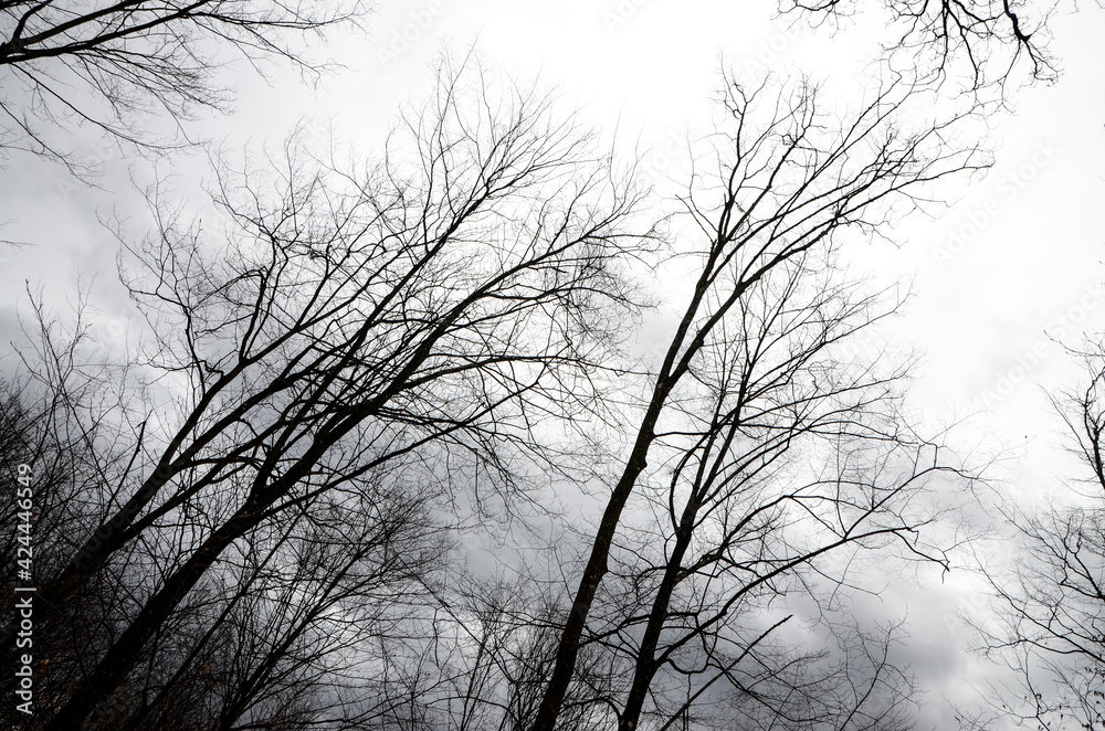 Obraz premium Landscape of forest with no leaves on trees. Dark Woodland in winter cloudy day.