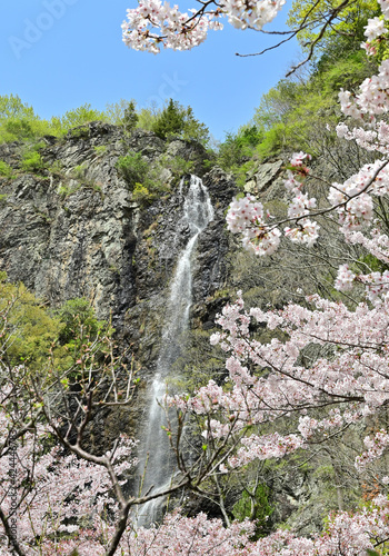 四国香川県の桜あれこれ（桃陵公園と不動の滝カントリーパーク）