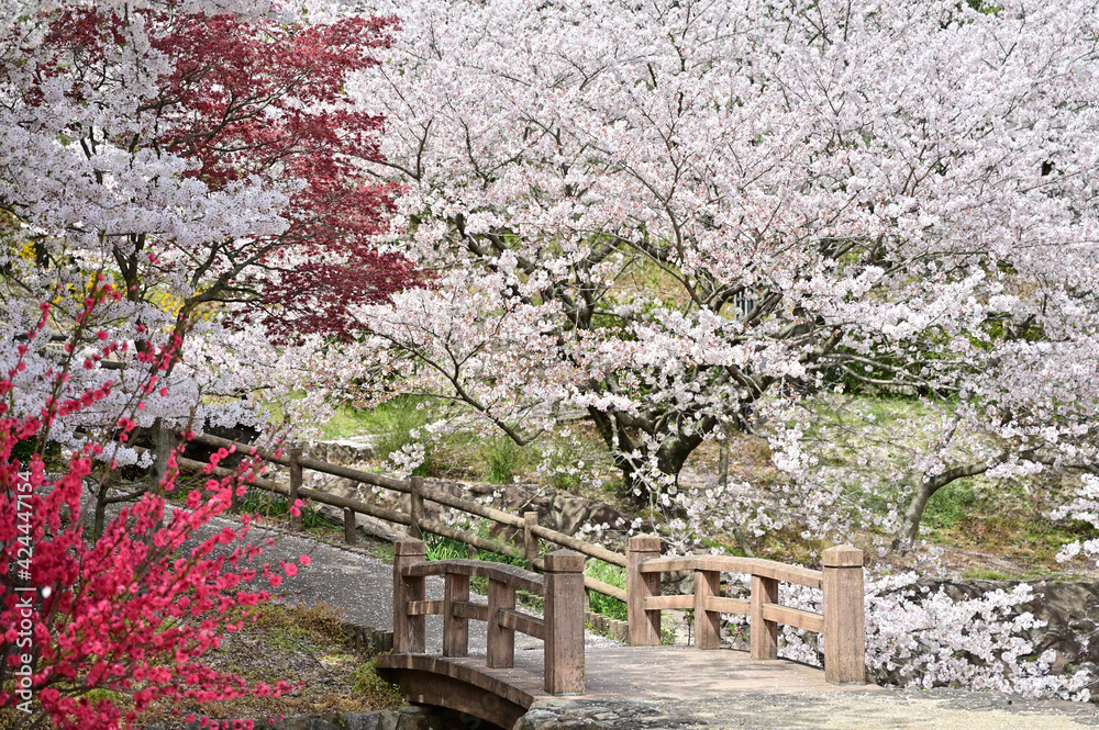 四国香川県の桜あれこれ（桃陵公園と不動の滝カントリーパーク）