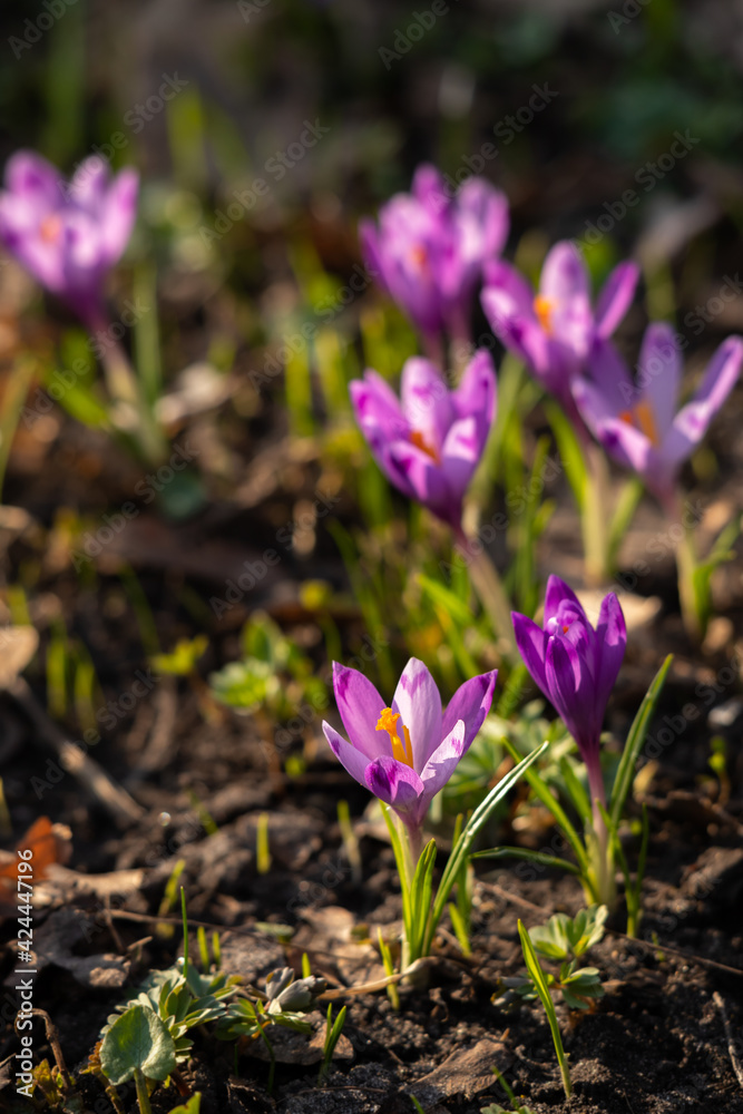 Crocus Purple spring flower growth. Crocus Purple spring flower growth.