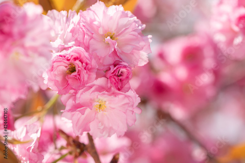 Pink spring flowers