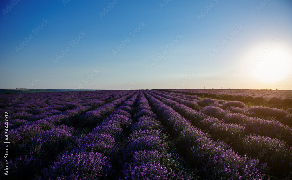 Sunset on the beautiful landscape view of a lavender field.